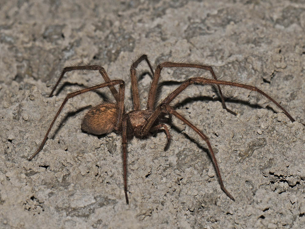 Ragno di galleria: Tegenaria parietina - Borrello (CH)